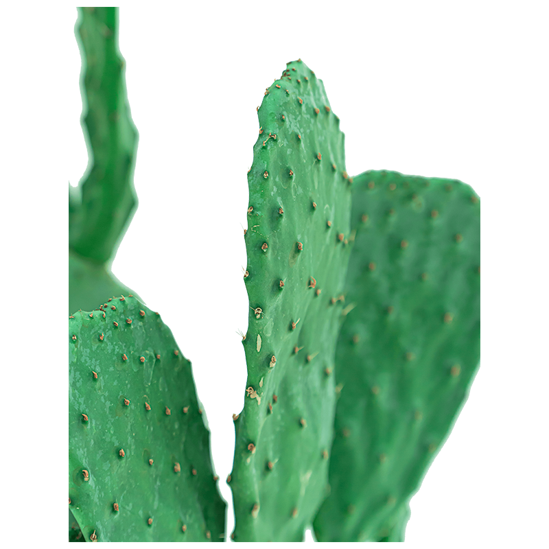 Opuntia Indica