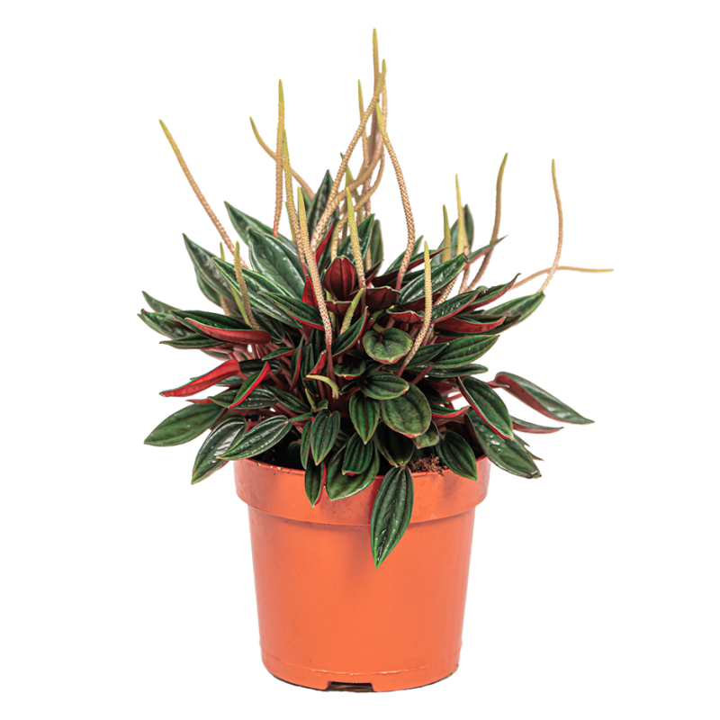 Peperomia Caperata Rosso