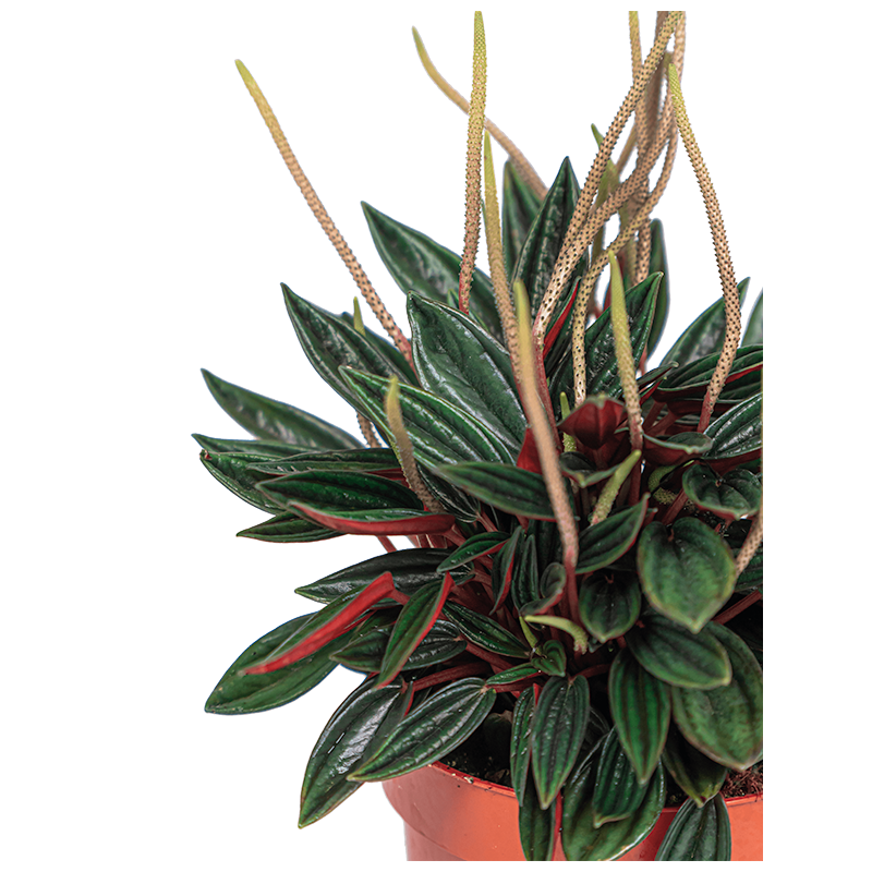 Peperomia Caperata Rosso