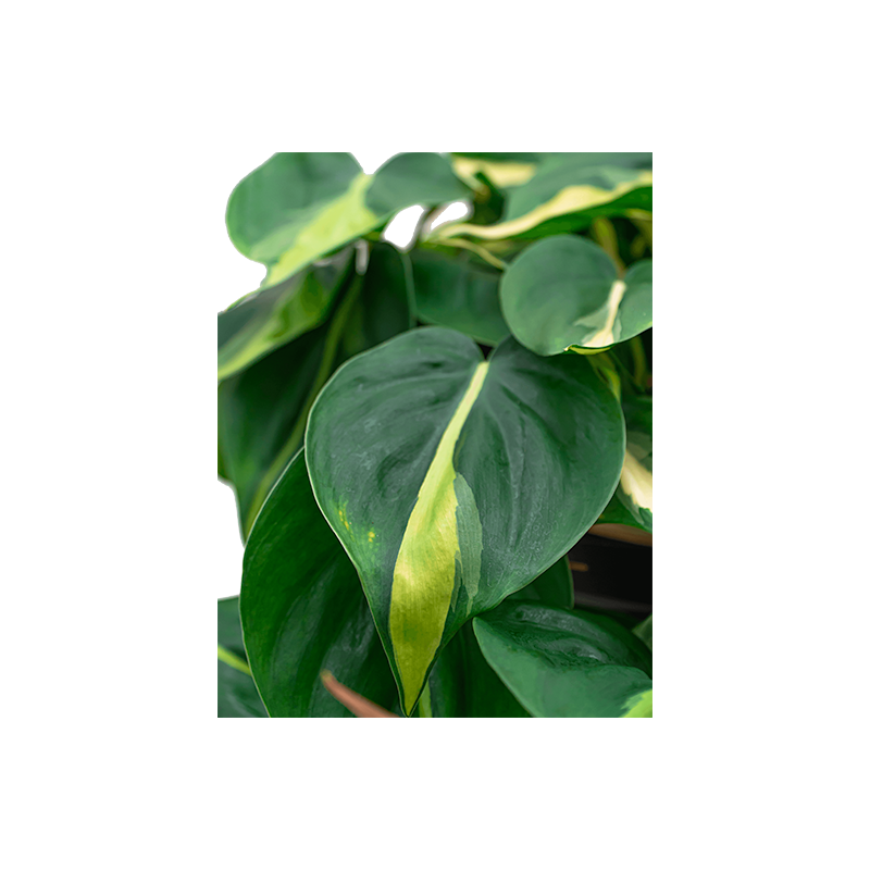 Philodendron Grand Brasil