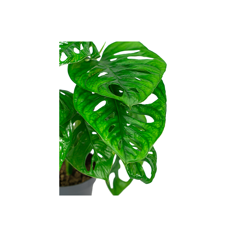 Monstera Adansonii