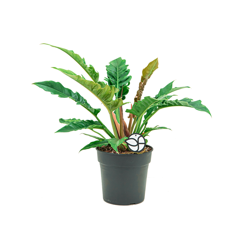 Philodendron Narrow