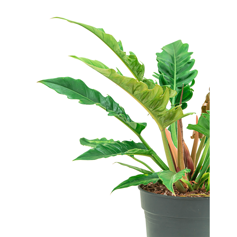 Philodendron Narrow