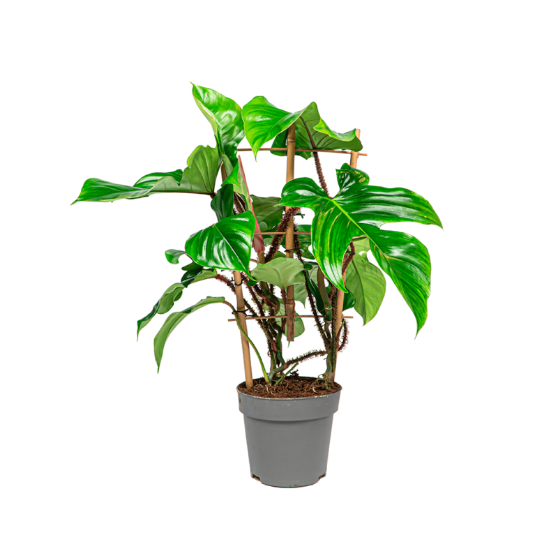 Philodendron Pedatum Red squamiferum