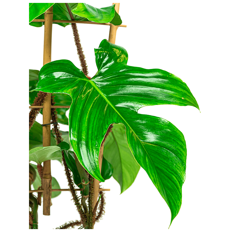 Philodendron Pedatum Red squamiferum