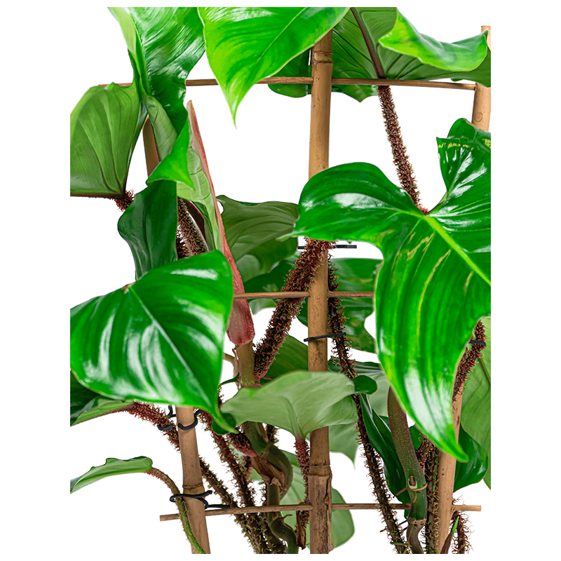 Philodendron Pedatum Red squamiferum