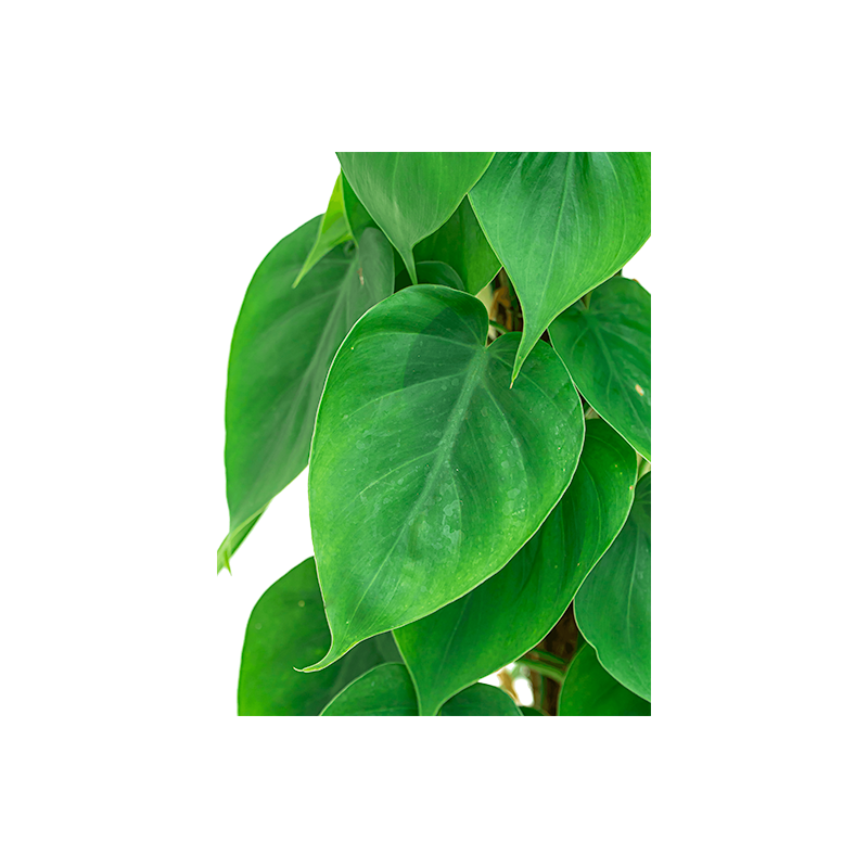 Philodendron Scandens mosstok