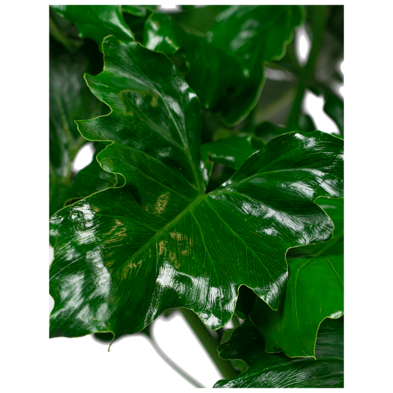 Philodendron Selloum 