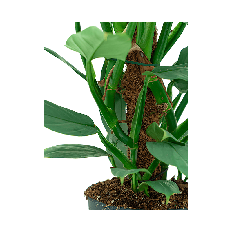 Philodendron Silver Queen mosstok