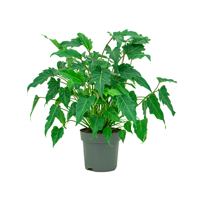 Philodendron Xanadu  