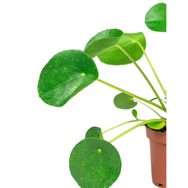 Pilea Peperomioides in Elho Vibes geel