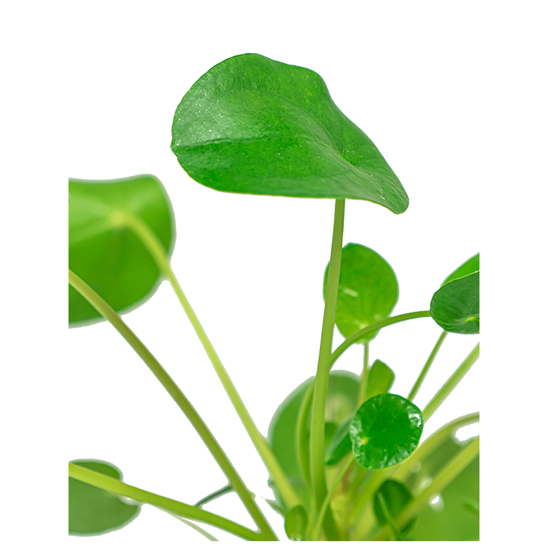 Pilea Peperomioides in Terracotta