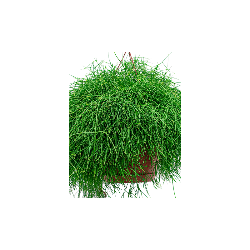 Rhipsalis Cassutha