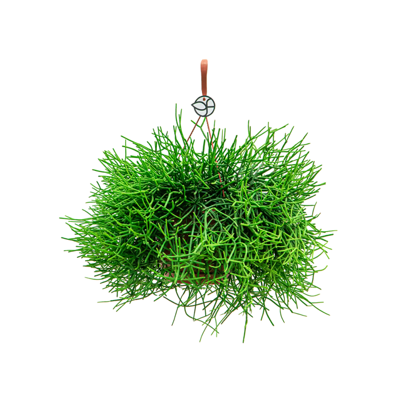 Rhipsalis Heteroclada