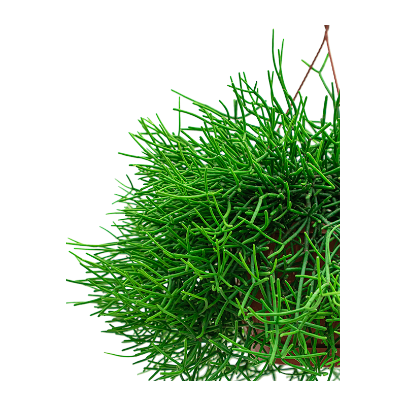 Rhipsalis Heteroclada