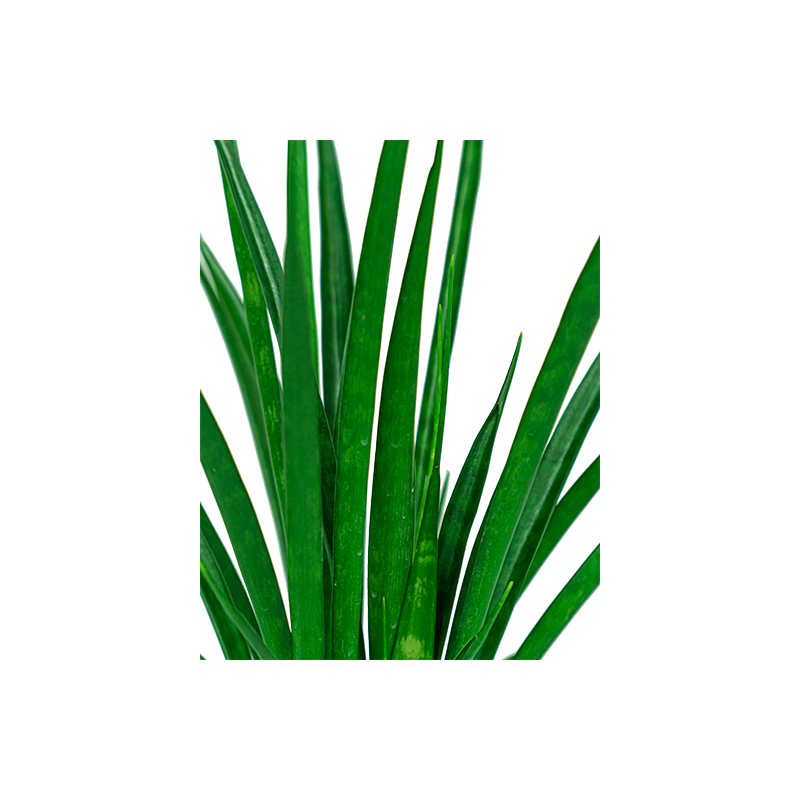 Sansevieria Kirkii hydrocultuur in Runner rond zwart