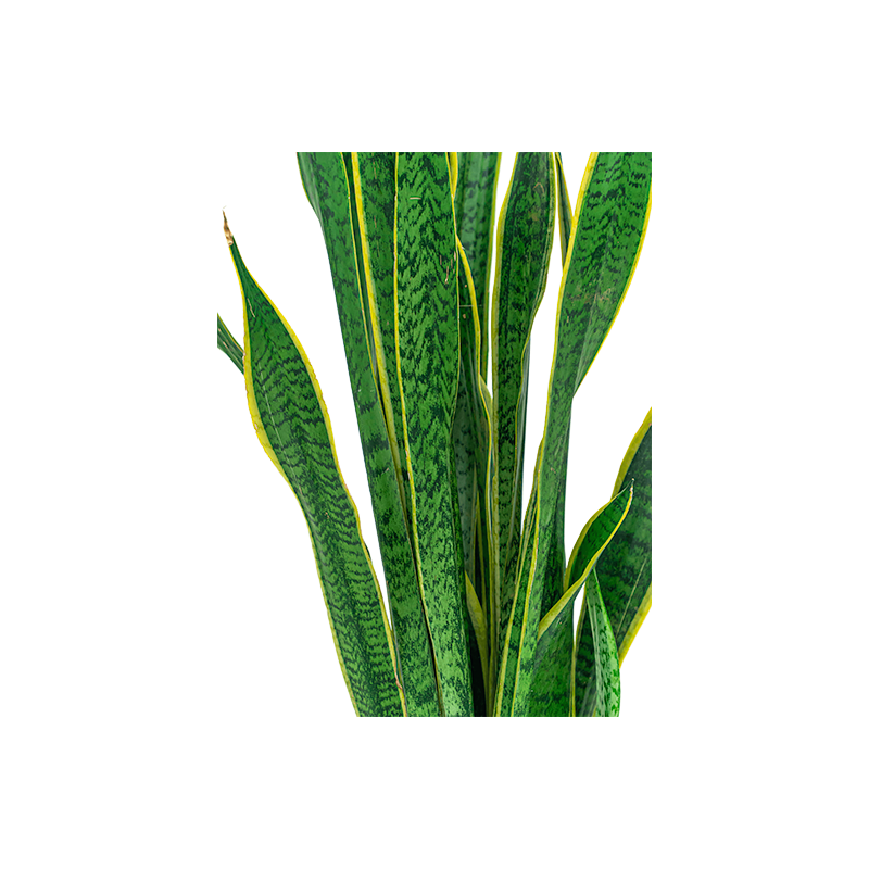 Sansevieria Laurentii in Pure Soft wit