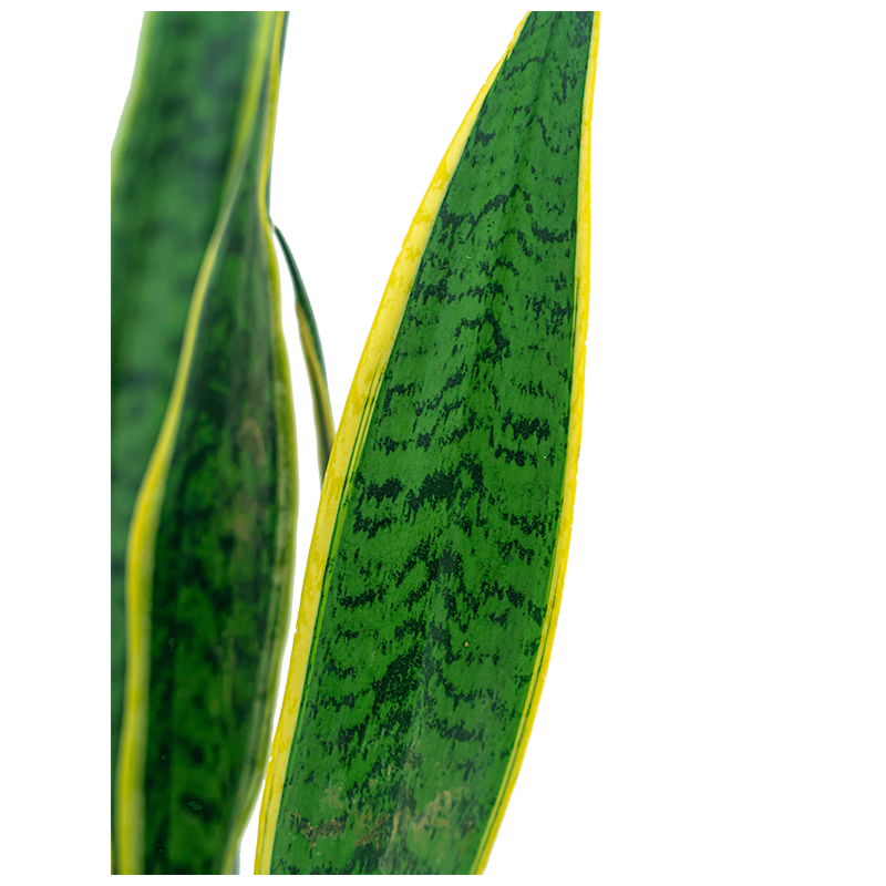 Sansevieria Laurentii hydrocultuur in Runner vierkant antraciet