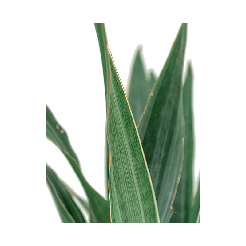 Sansevieria Metallica