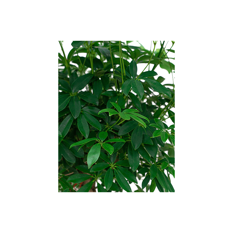 Schefflera Arboricola hydrocultuur in Runner vierkant wit