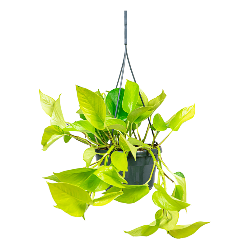 Scindapsus Golden Pothos