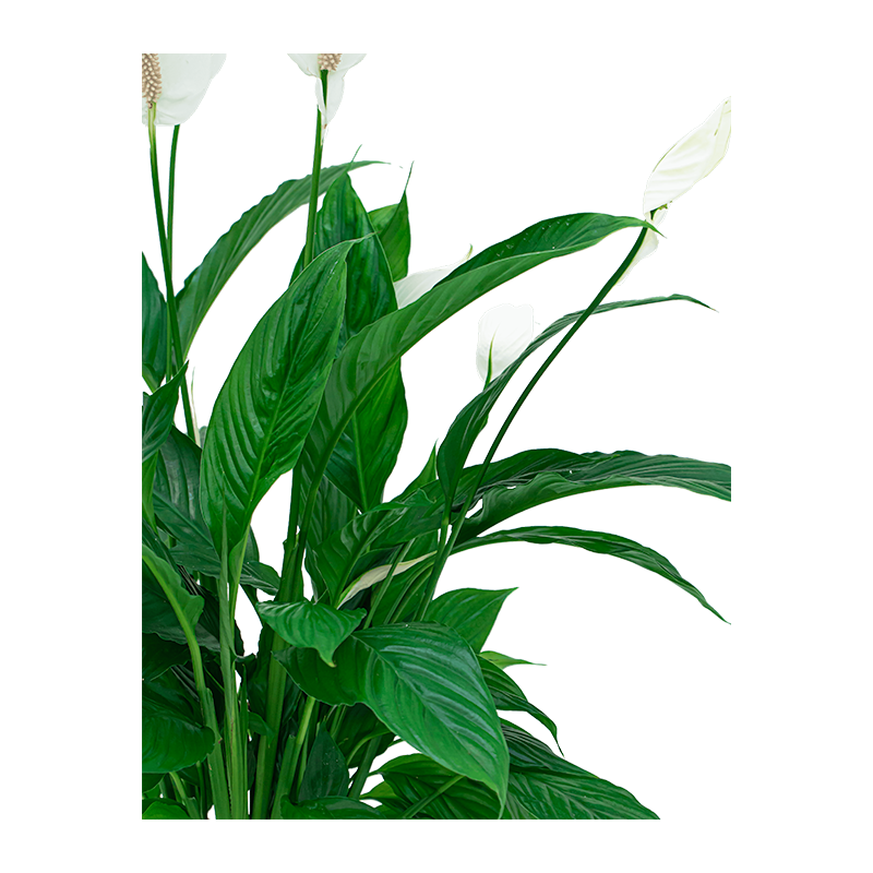 Spathiphyllum in zeegras mand