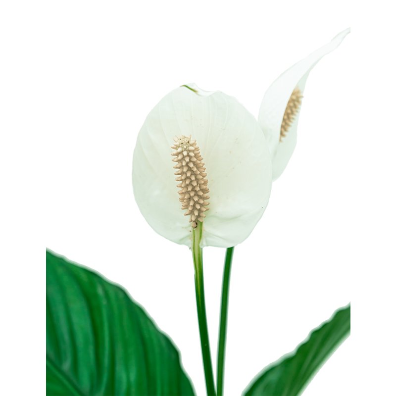 Spathiphyllum in Artstone Claire grijs