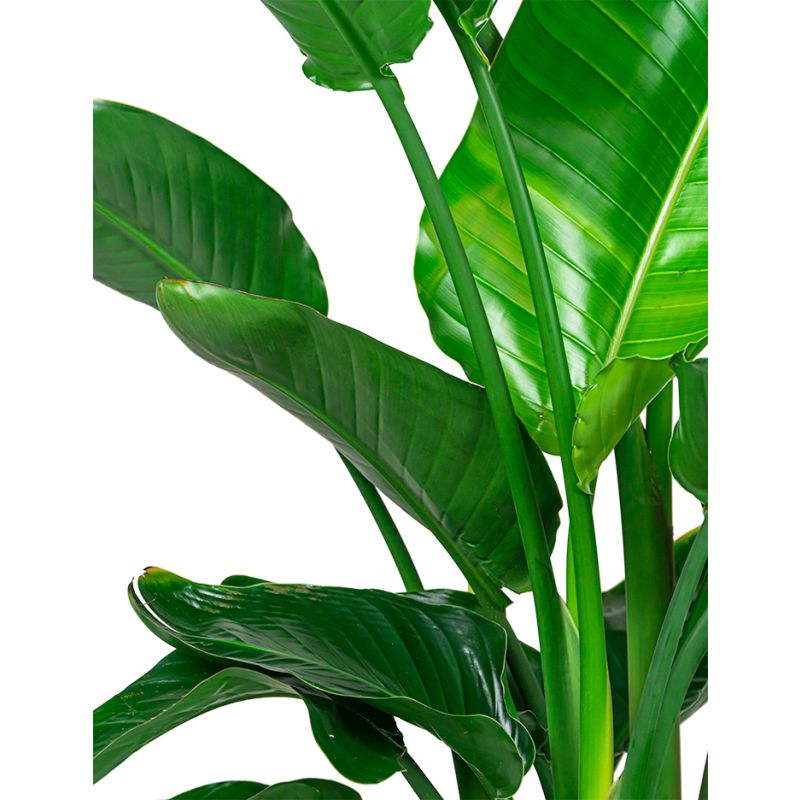 Strelitzia Nicolai Nature Rib Egg Planter bruin