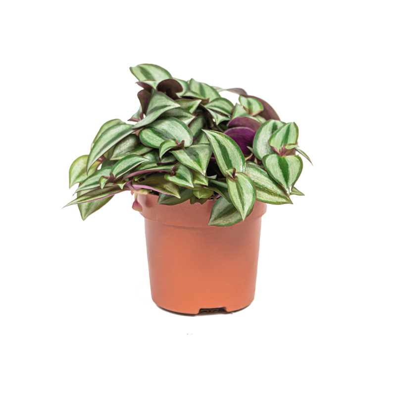 Tradescantia Zebrina