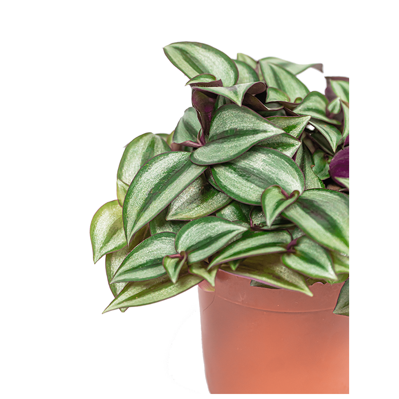 Tradescantia Zebrina