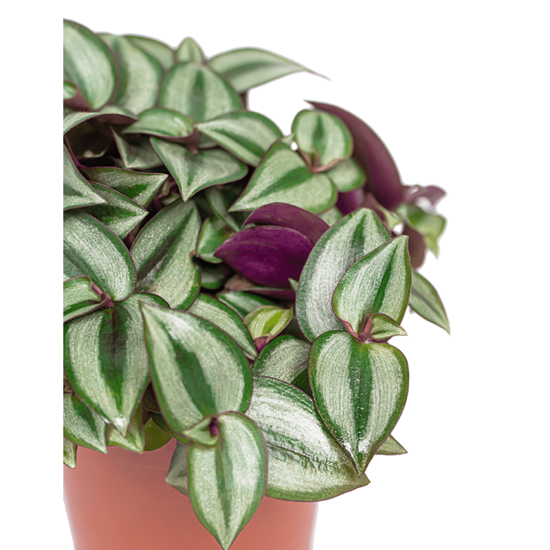 Tradescantia Zebrina