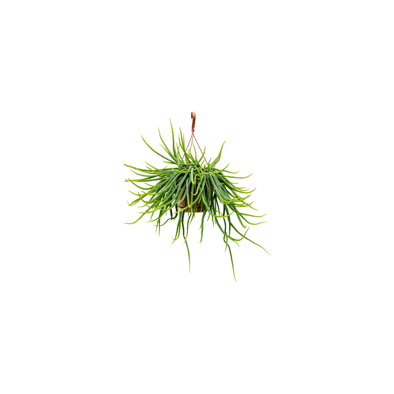 Rhipsalis wercklei 