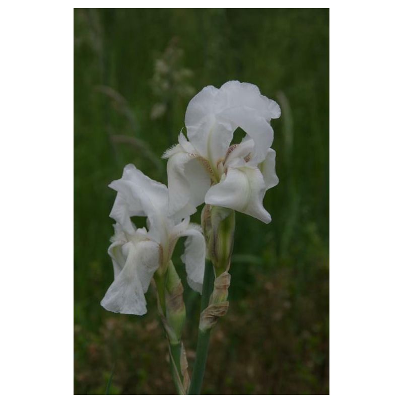 Iris White Knight - 6 stuks