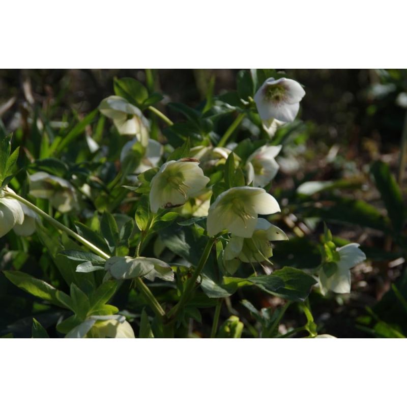 Helleborus White Lady - 6 stuks