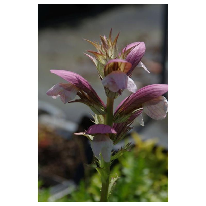 Acanthus White Lips - 6 stuks