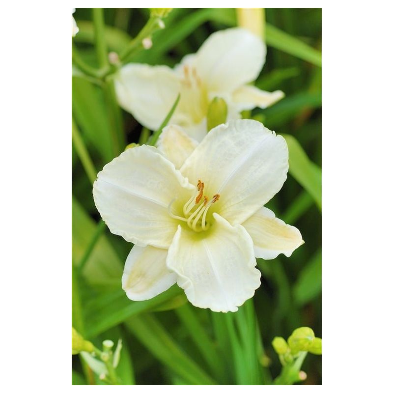 Hemerocallis White Temptation - 6 stuks