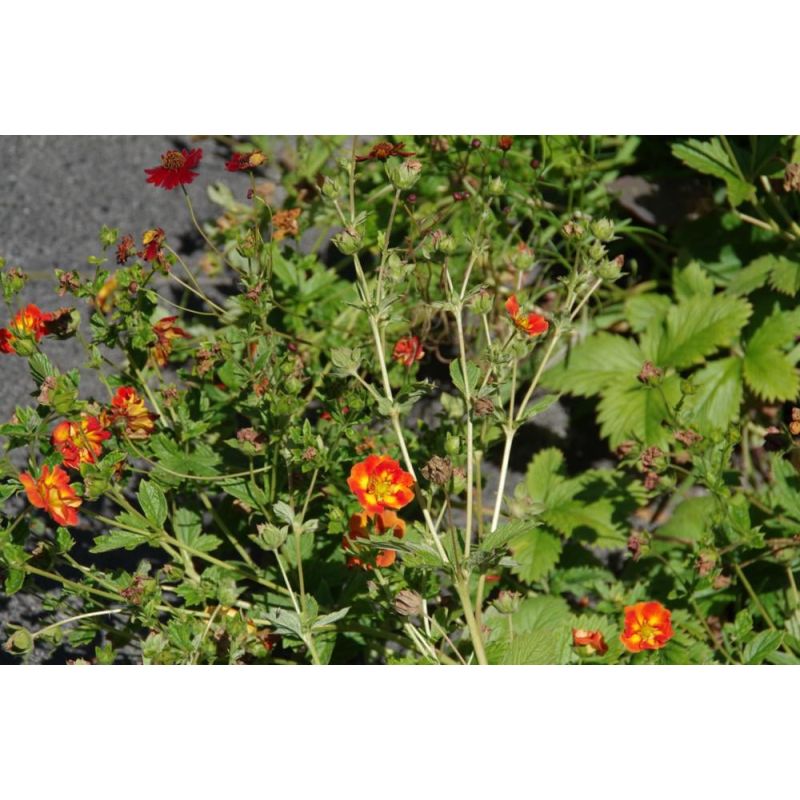 Potentilla William Rollisson - 6 stuks