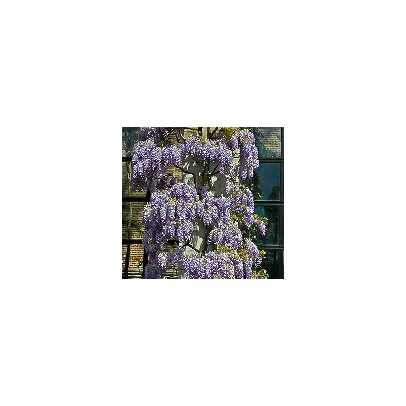 Wisteria sinensis