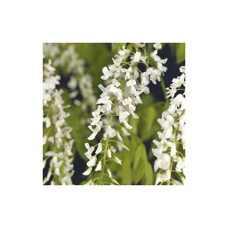 Wisteria Alba