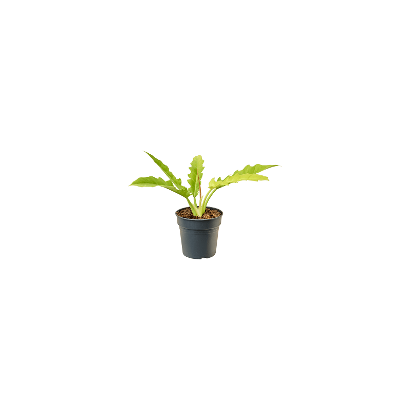 Philodendron Yellow Saw