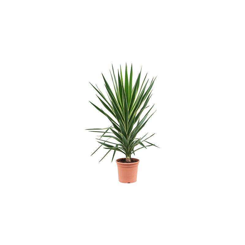 Yucca elephantipes Puck 