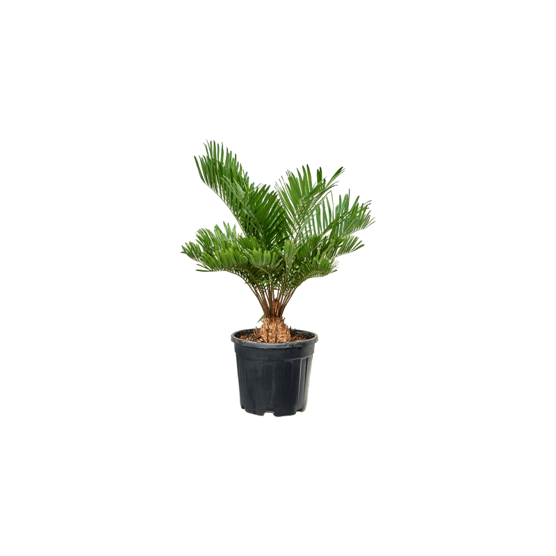 Zamia flordana