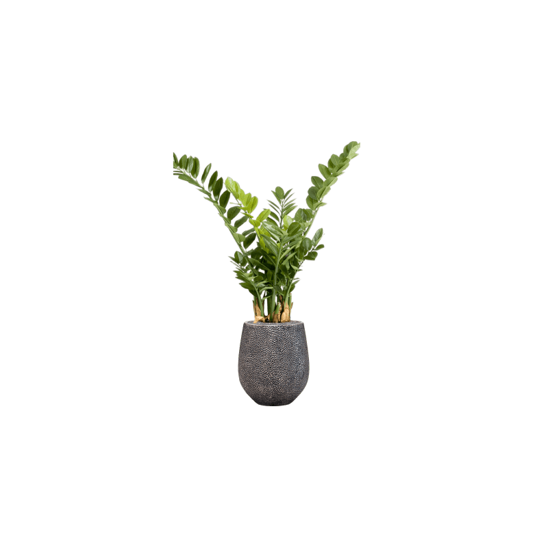 Zamioculcas in Opus Darcy Zilver - kunstplant