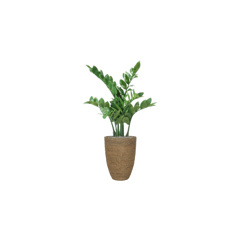 Zamioculcas in Bohemian Straw Ben - kunstplant