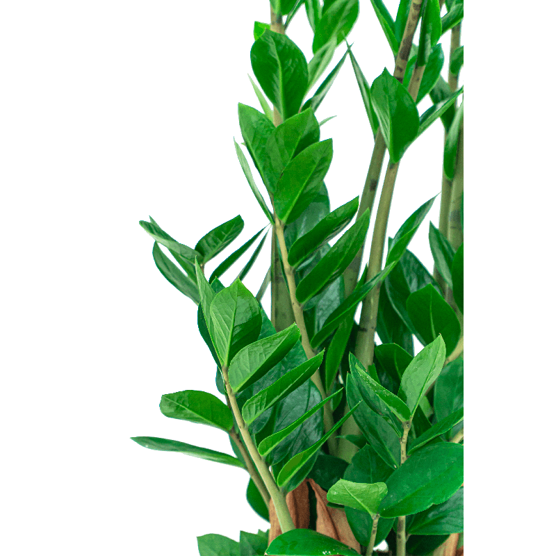 Zamioculcas in Bohemian Straw Ben - kunstplant