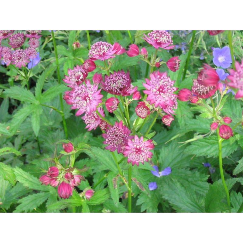 Astrantia Roma - 6 stuks