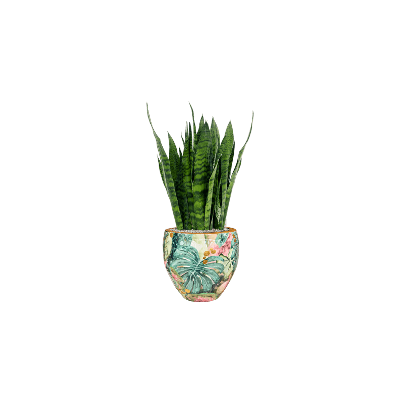 Sansevieria Zeylanica 