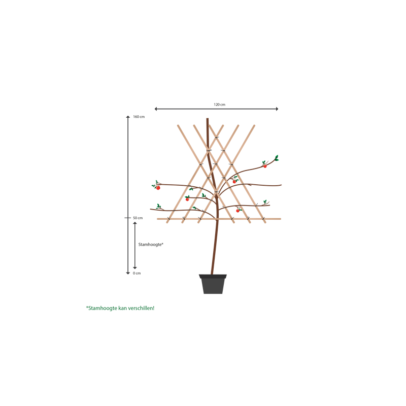 Prunus Domestica 'The Czar' - leiboom