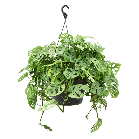 adansonii hangplant xl.png