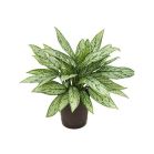 aglaonema-silver-queen-hydrocultuur-19-65_d62a43.jpg